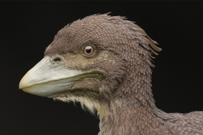 A New Prehistoric Fossil Sheds Light On How Birds Took To The