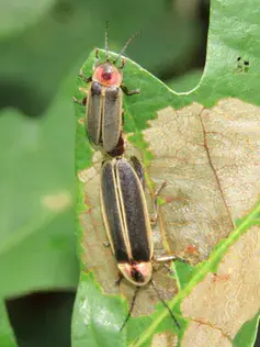 Mating Photinus pyralis fireflies - CCBY