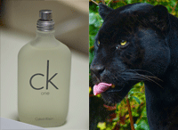 ck-cat