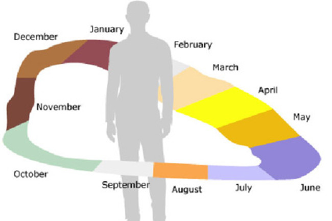 Drawing of a human figure in the centre of a circle made up of coloured segments, each labeled with a month of the year in order