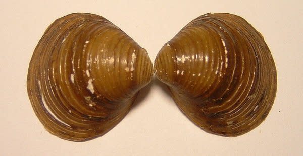 Corbicula.jpg