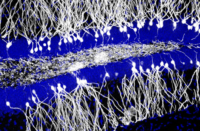 neurons.jpg