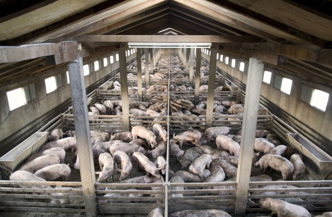 pig farm.jpg