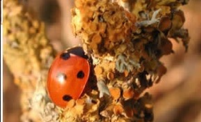 ladybird.jpg