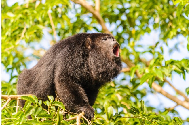 For Howler Monkeys, Louder Calls Mean Smaller… | Discover Magazine