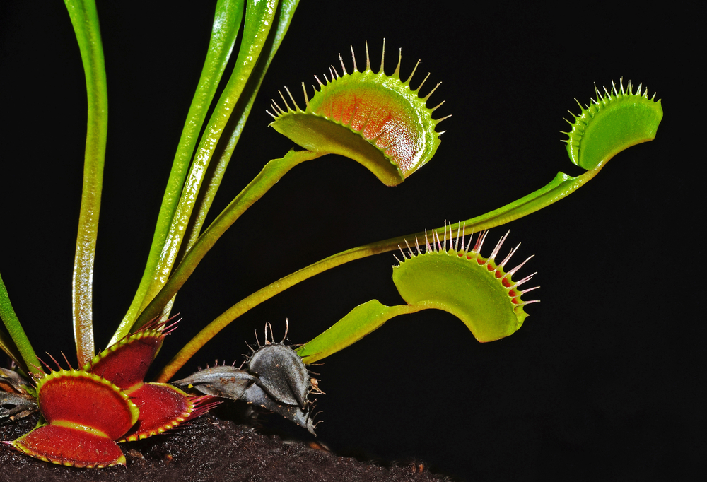 How Venus flytraps evolved their taste for meat, Science