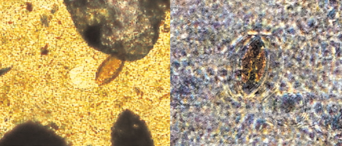 iphone-micro-images.jpg