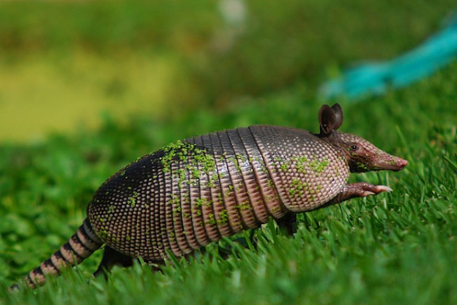 Leave The Armadillos Alone They Re The Only Animals That Can Give You Leprosy Discover Magazine