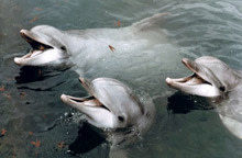 bottlenose-dolphins.jpg