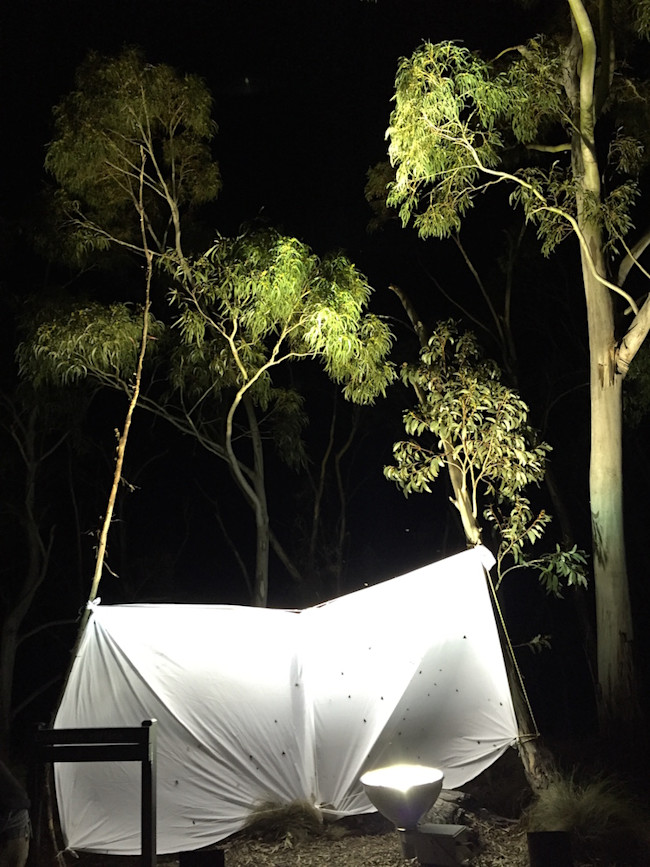 Moth light trap - Eric Warrant
