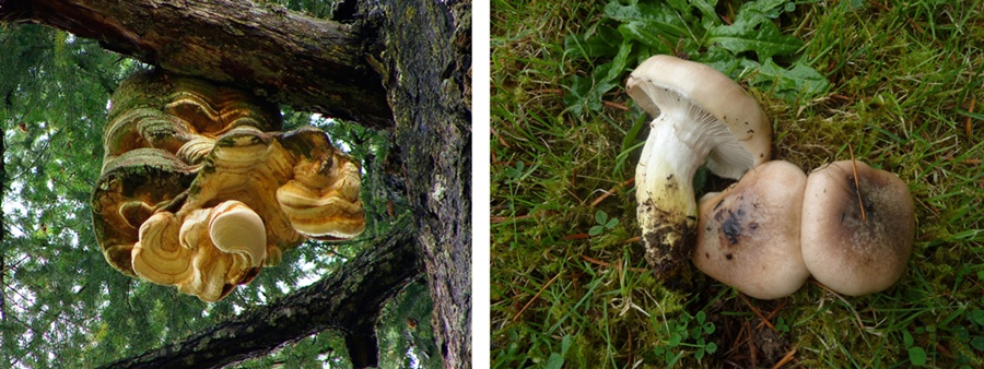 mushrooms-to-the-rescue