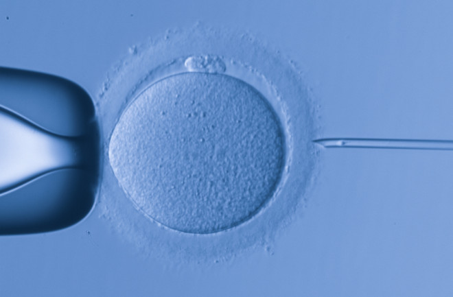 embryo.jpg