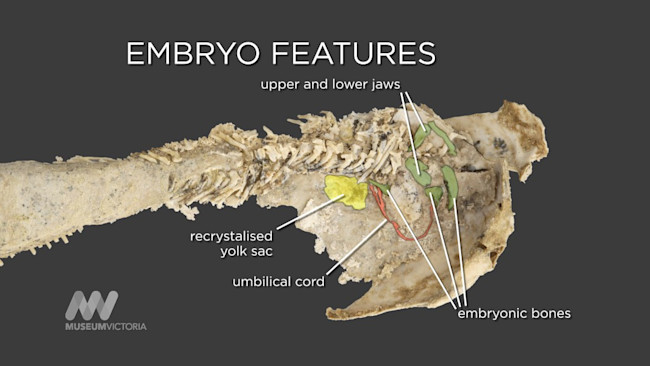 fish-embryo-1024x576.jpg