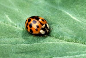 spot-a-ladybug-300x202.jpg