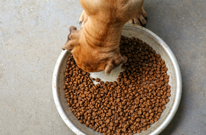 Best dog food to top help dogs gain weight