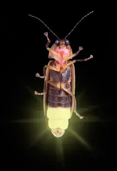 Firefly Bioluminescence - Shutterstock