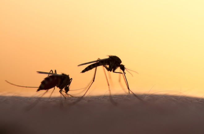 Mosquitoes - Shutterstock