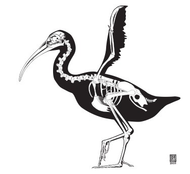 ibis.jpg