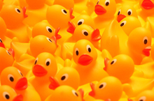 rubber-duckies.jpg