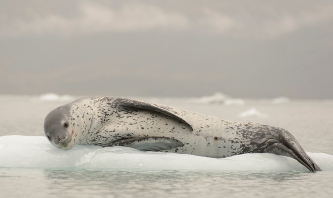 leopard seal on ice flow antarctica