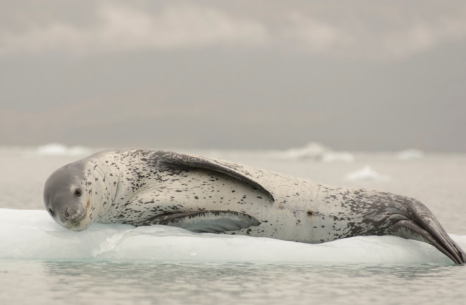 leopard seal on ice flow antarctica