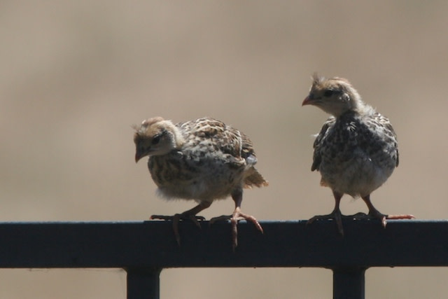 quail-chicks.jpg