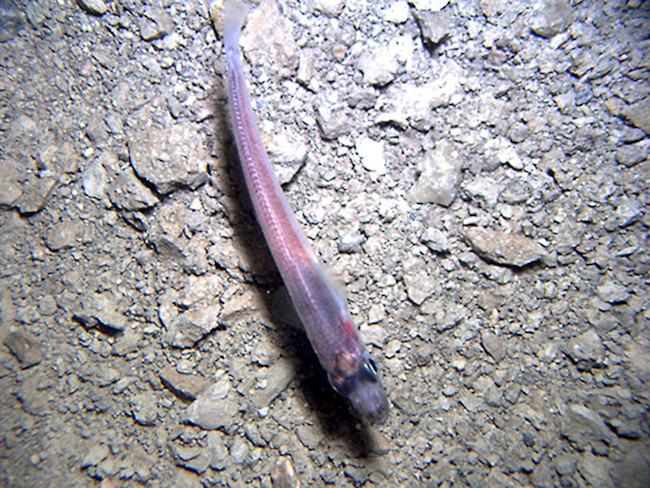 antarctic-fish.jpg