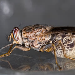 Tsetse Flies Lactate and Give Birth to Live Larvae