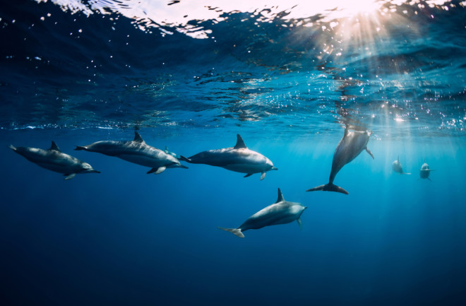 pod-of-dolphins-under-water