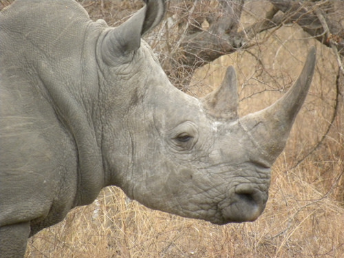 Rhinoprofile.jpg