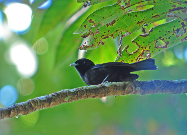 Tahiti monarch - Shutterstock