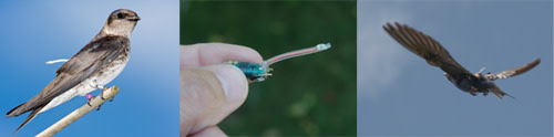 Geolocators.jpg