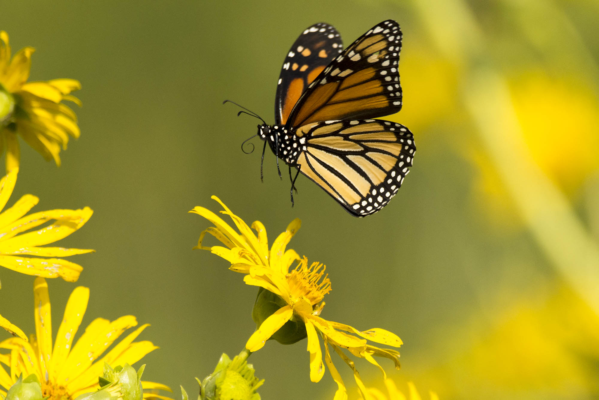 What it Took to Get the Monarch Outlined as Endangered – And How Citizen Researchers Assisted
