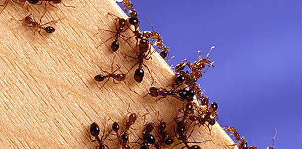 Fire Ants Conquered America By Monopolising Calorie Rich Food Discover Magazine