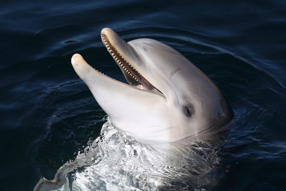 Dolphins can identify their friends by taste, study shows for the