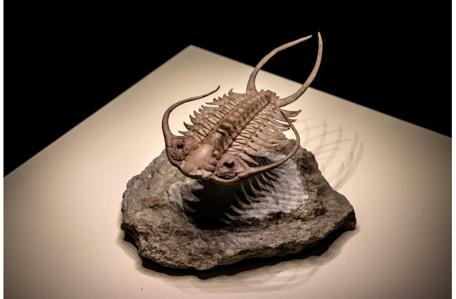 Trilobite fossil