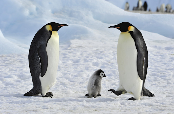 emperor penguin - shutterstock 614203310