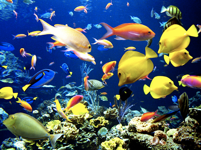 oceanlife.png
