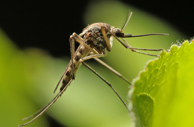 Mosquito noise top