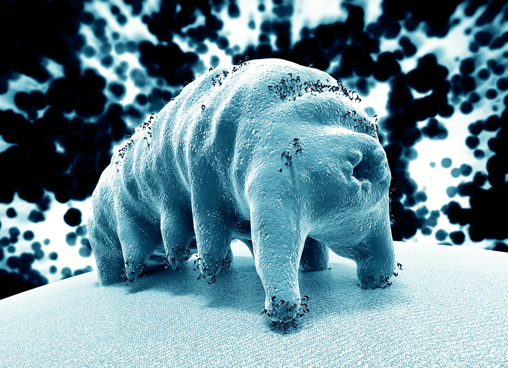 How a Tardigrade "Micro Animal" Became Quantum Entangled with Superconducting Qubit thumbnail