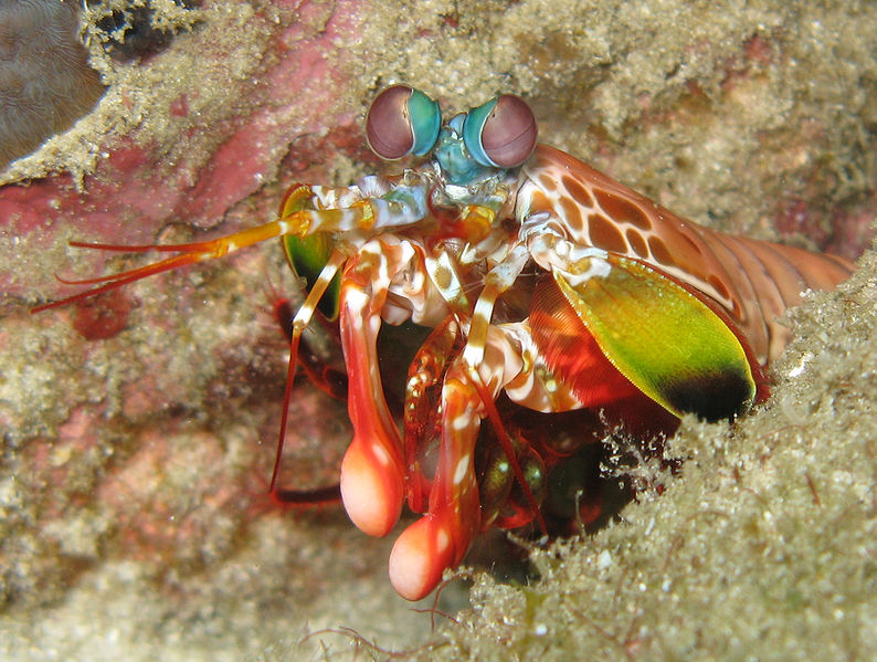 How Mantis Shrimp Punch So Hard Without Hurting Themselves | Discover Magazine