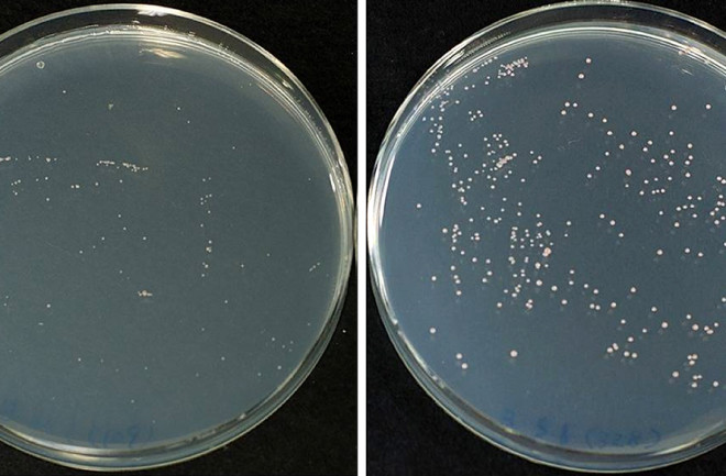 petri-dish-comparison.jpg