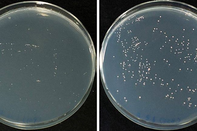 petri-dish-comparison.jpg