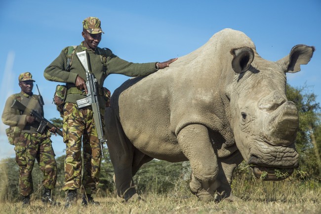 Sudan northern white rhino - Getty