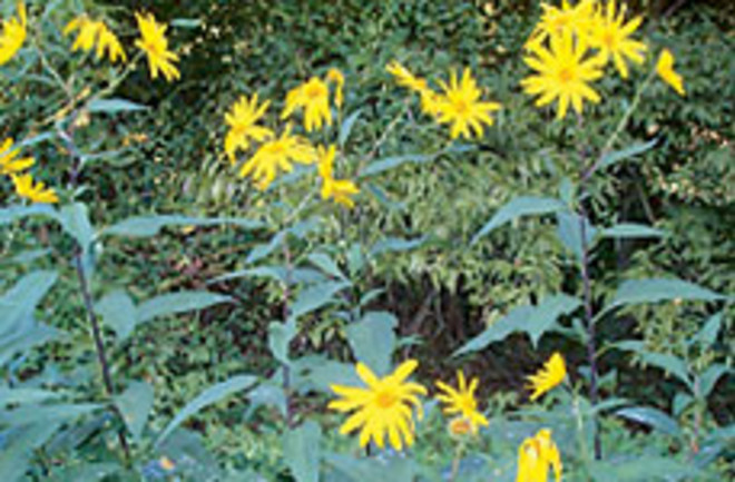 yis-sunflowers49.jpg