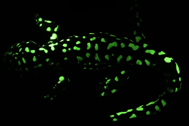 Glow-in-the-Dark Amphibians Are Way More Common Than Scientists Thought