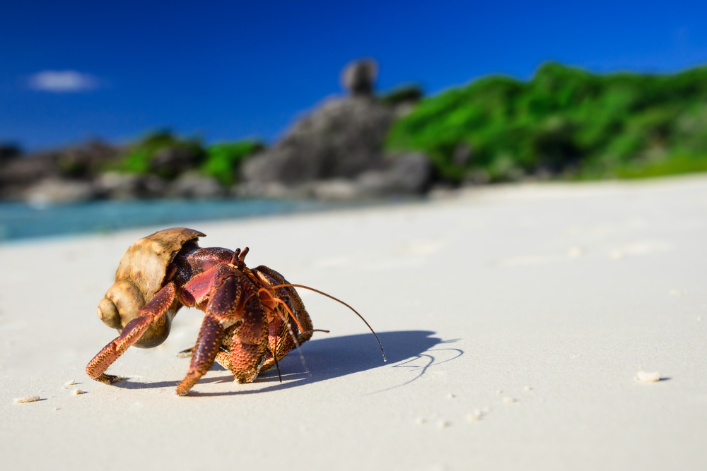 Hermit Crabs Line Up By Size to Exchange Shells | Discover Magazine
