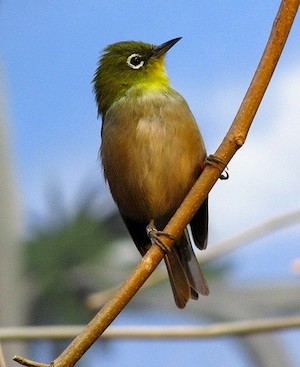Japanese-White-Eye-Image.jpg