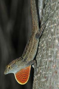 Anolis_sagrei.jpg