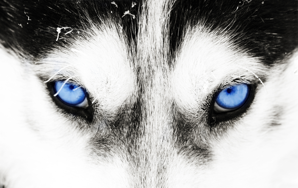 husky mix blue eyes